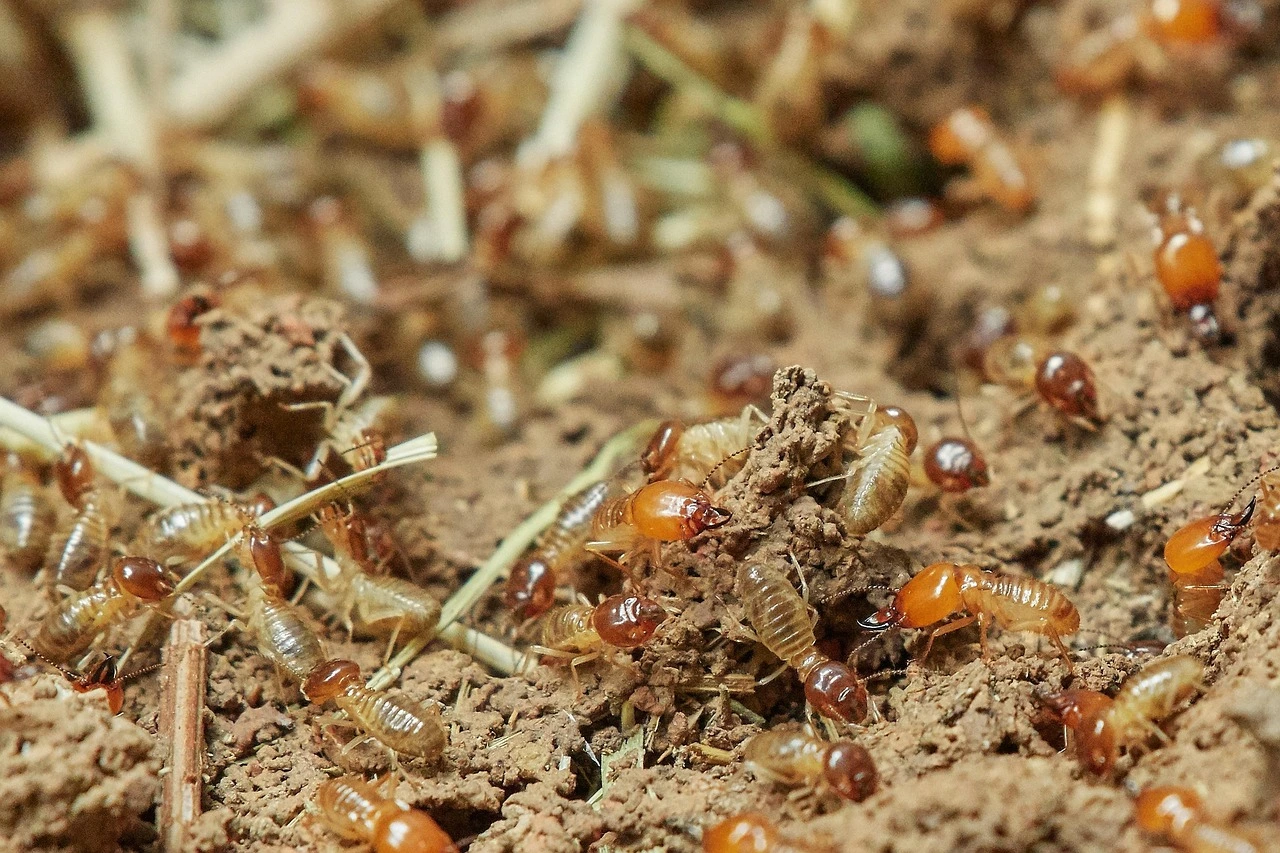 Complete Guide to Termite Treatment at Home in Delhi NCR: Expert Solutions & DIY Methods