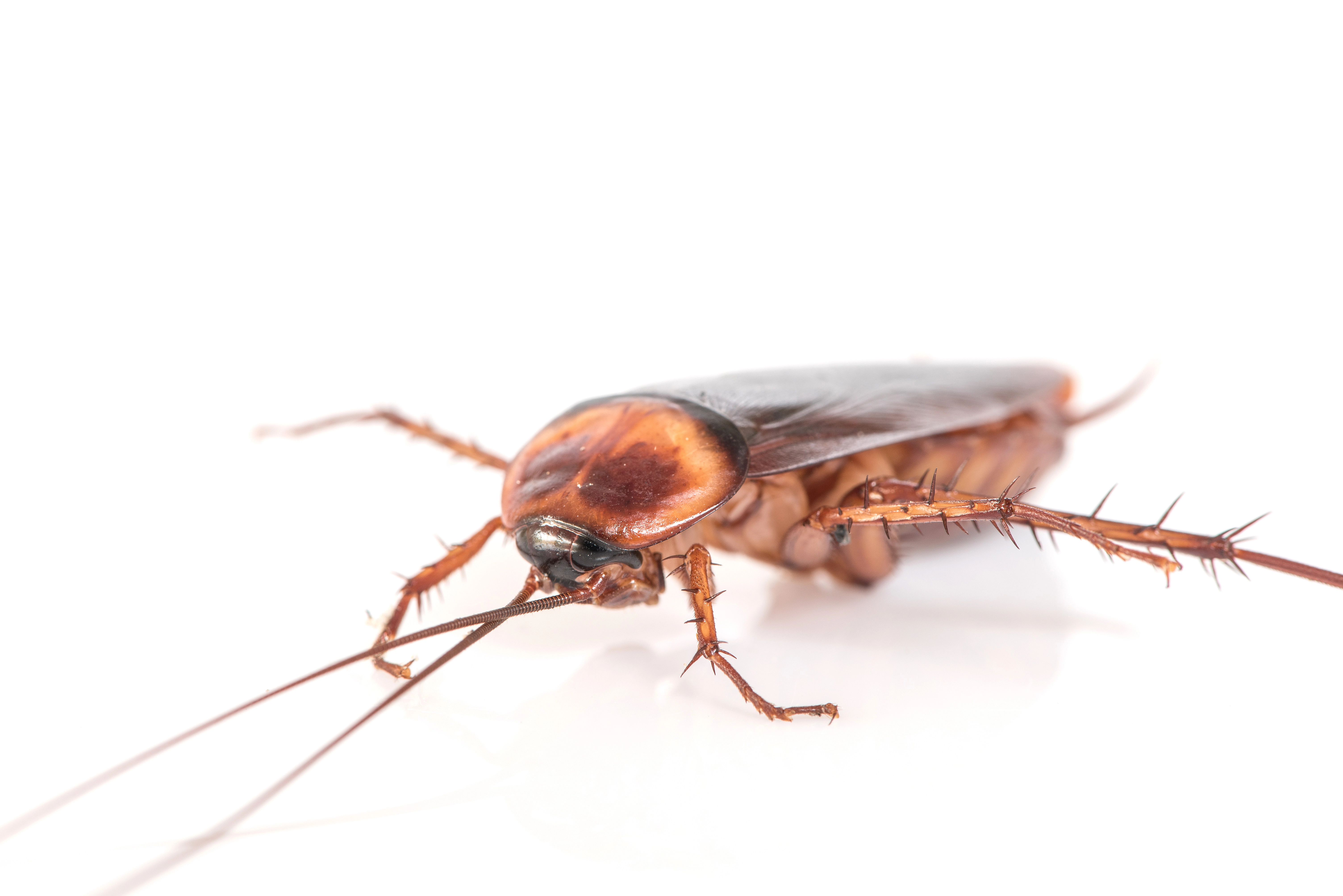 Complete Guide to Cockroach Pest Control in Delhi: Professional Solutions for a Roach-Free Home