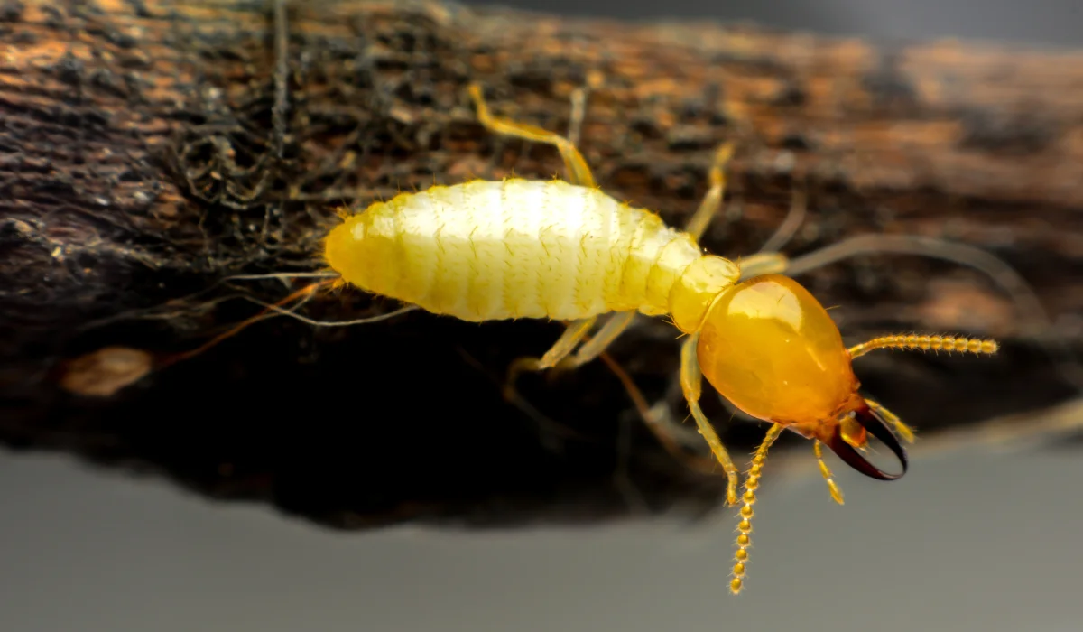 Exploring the Top 3 Termite Treatment Methods: Your Complete Guide to Termite Treatment Delhi NCR