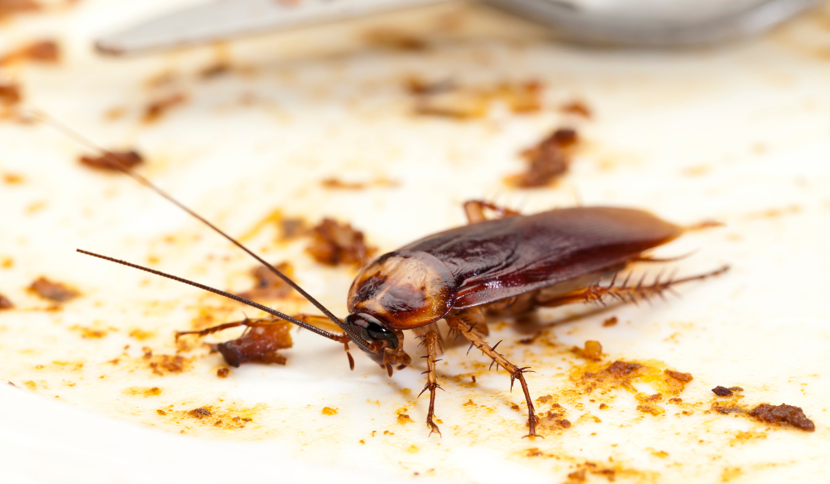 Cockroach Control Services in Delhi: Natural Hacks vs. Professional Solutions