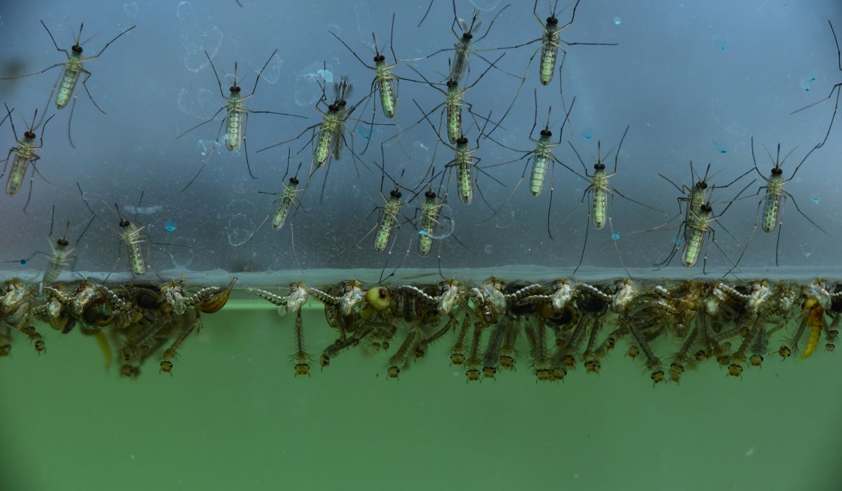 Top 6 Ways to Kill Mosquito Larvae in Standing Water: Expert Guide for Delhi Homes