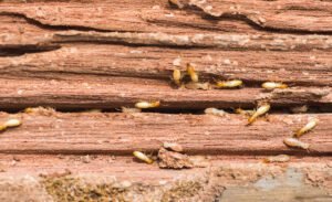 termites Control Guide