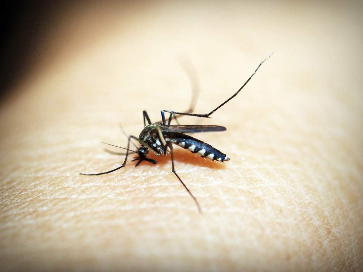 skuas-mosquito-control-delhi