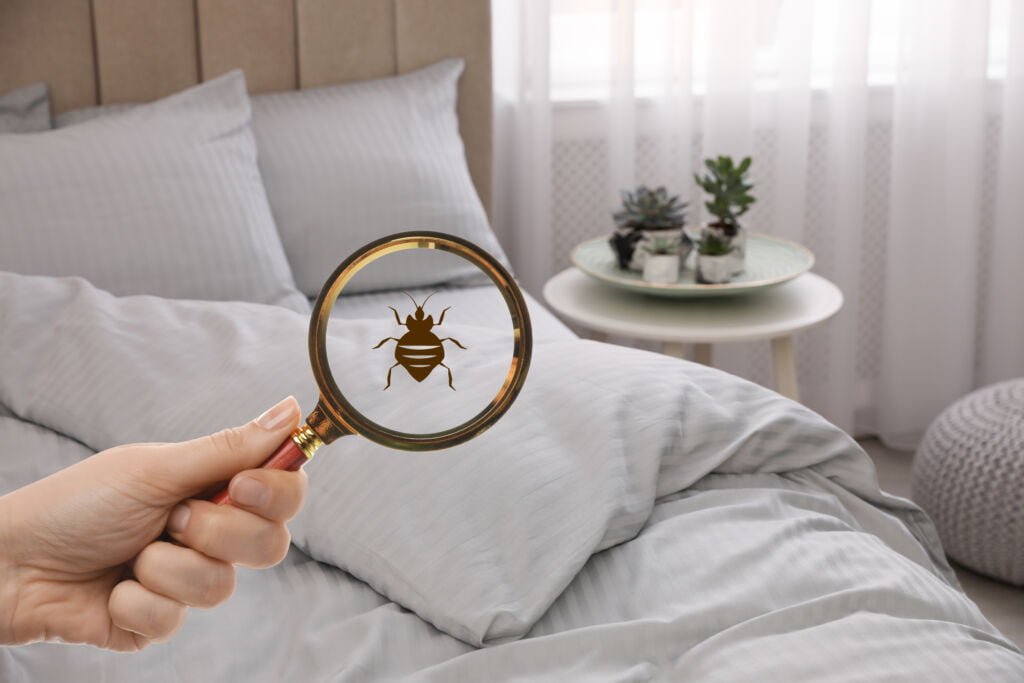 Possible Treatments For Infant Bed Bug Bites