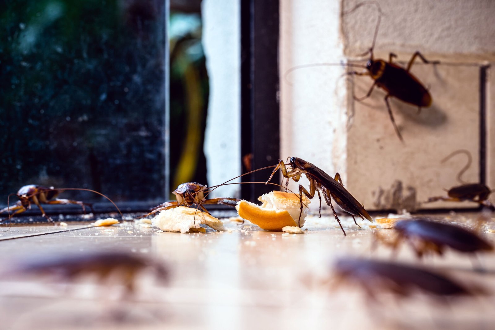 Tips to Prevent Roaches in your Home