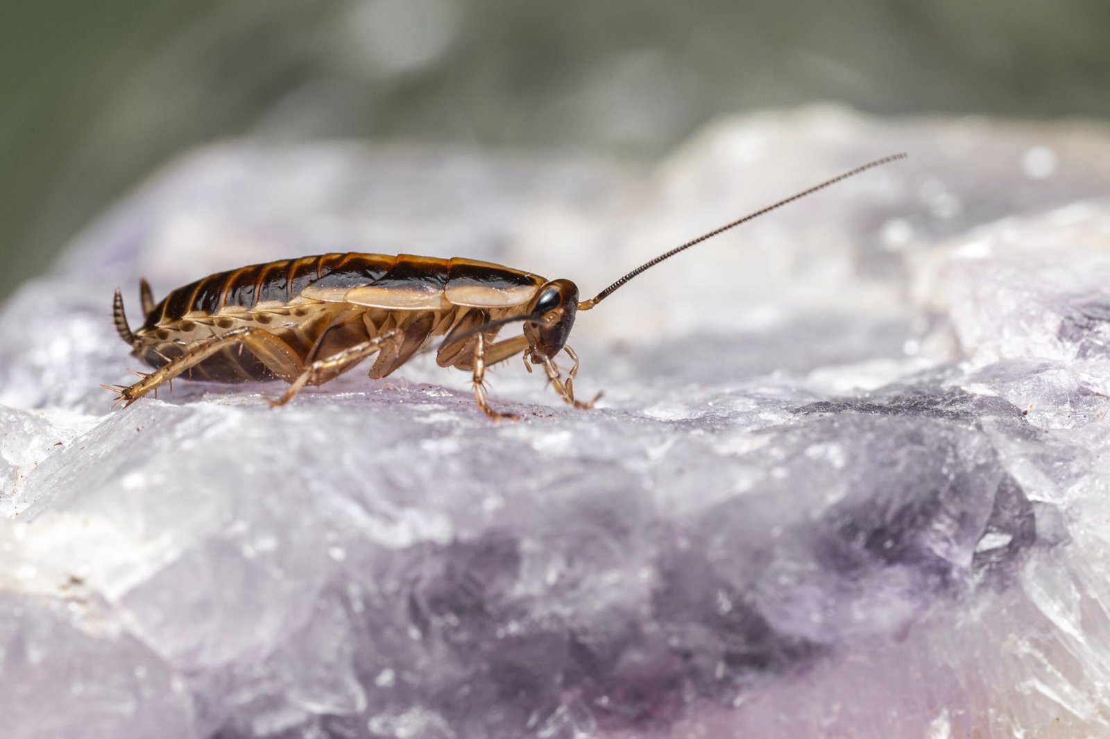 cockroach-winters-pest control-delhi