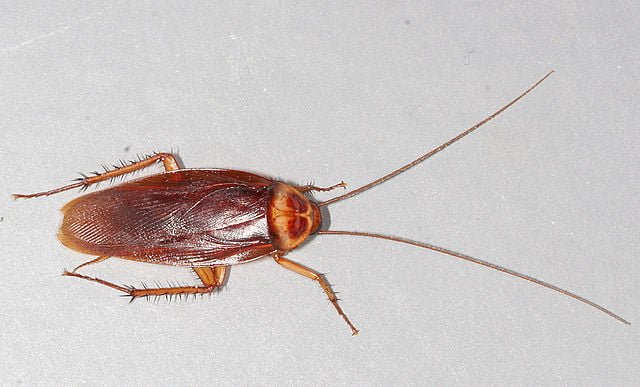 american-cockroach-skuas