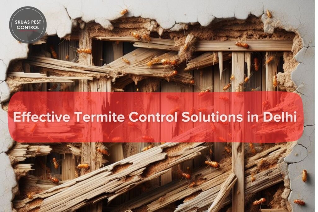 termite-control-delhi
