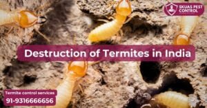 destrustion of termites in india